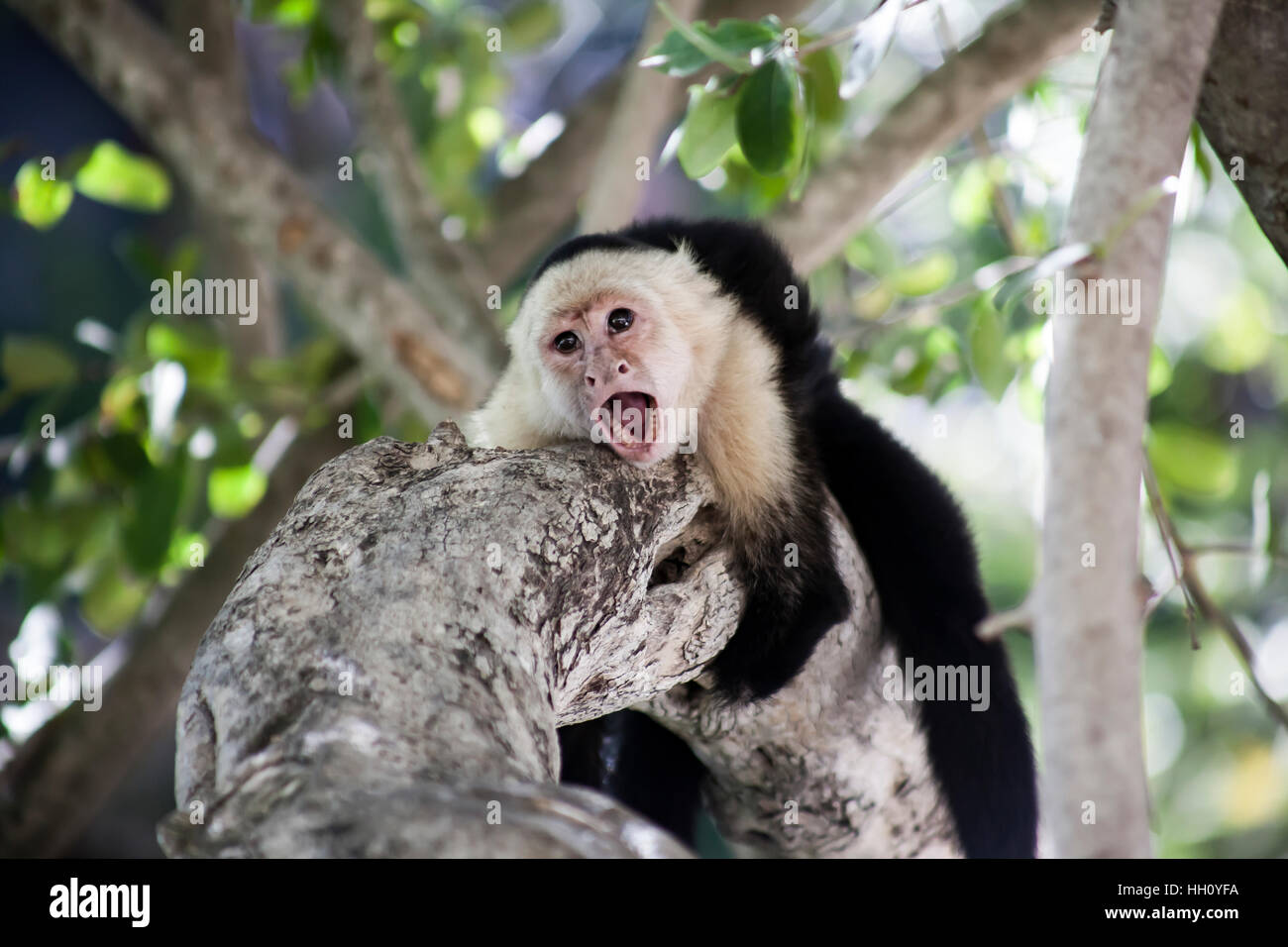 Aggressive Kapuziner Affe auf einem Baum Stockfoto