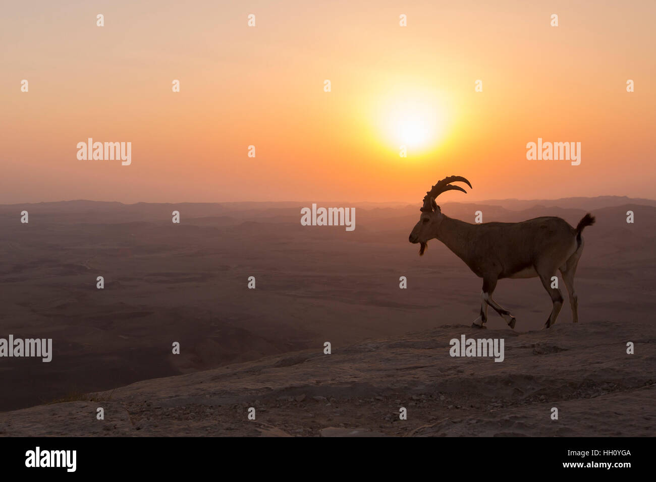 Nubische Steinböcke (Capra Ibex Nubiana), bei Sonnenaufgang. Fotografiert am Rande des Ramon-Krater, Negev-Wüste, Israel Stockfoto