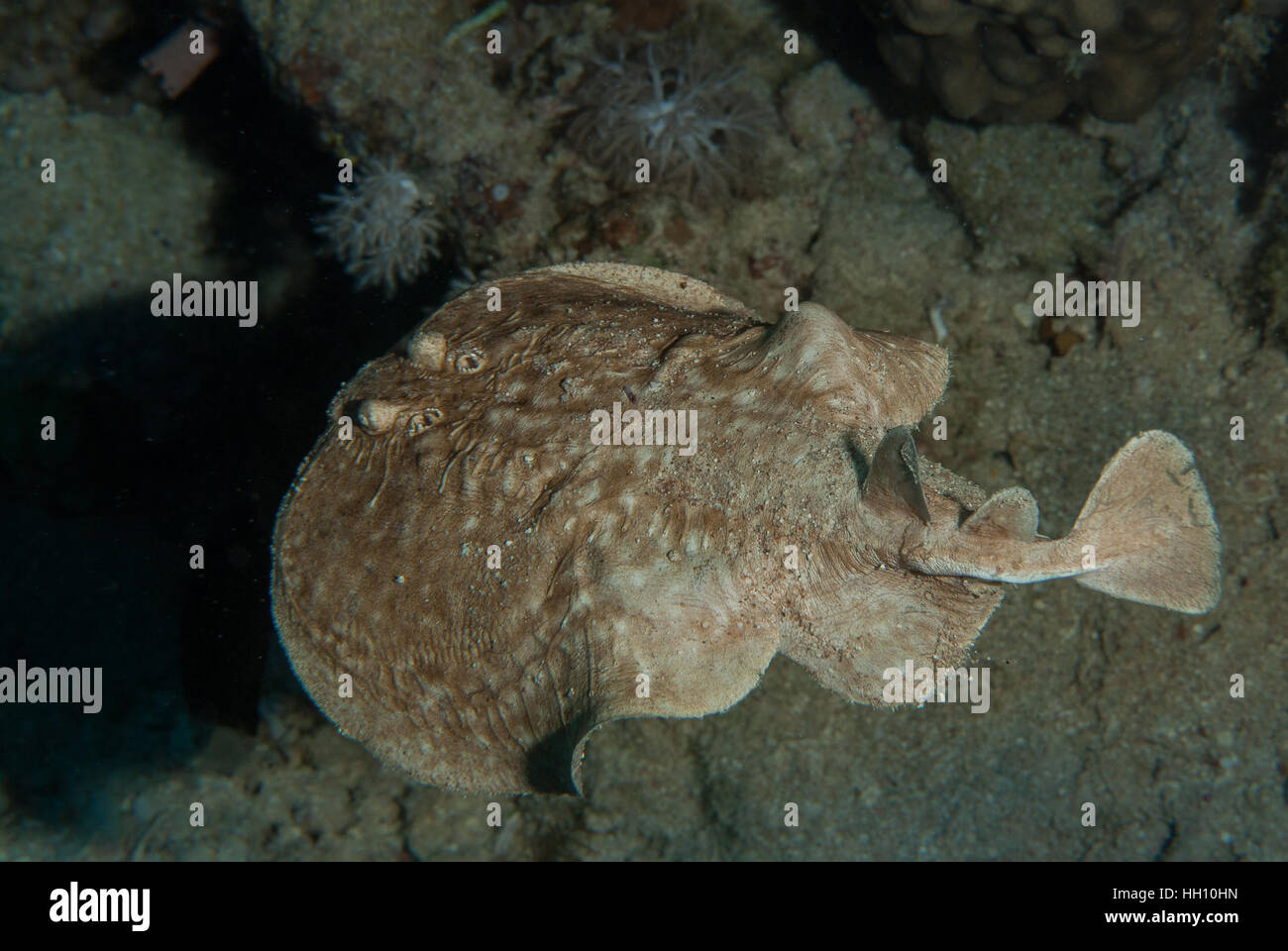 Leopard-Torpedo Strahl, Torpedo Pantera, Torpedinidae, Sharm el Sheikh, Rotes Meer, Ägypten Stockfoto