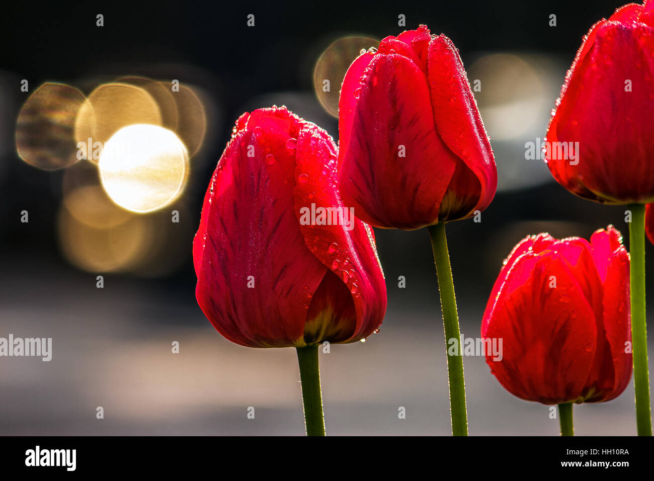 einige rote Tulpen auf dunklem Hintergrund mit Bokeh verwischt Stockfoto
