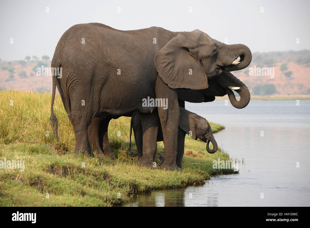 Elefanten mit Kalb Baby, synchronisiert von Fluss trinken Stockfoto