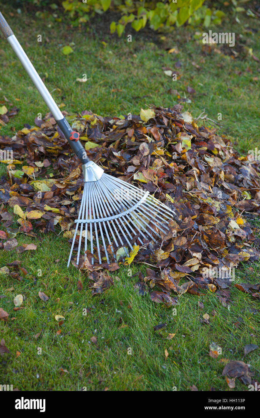 Garten Arbeit Rechen Blätter im Herbst, wenn der Garten für den Winter gereinigt Stockfoto