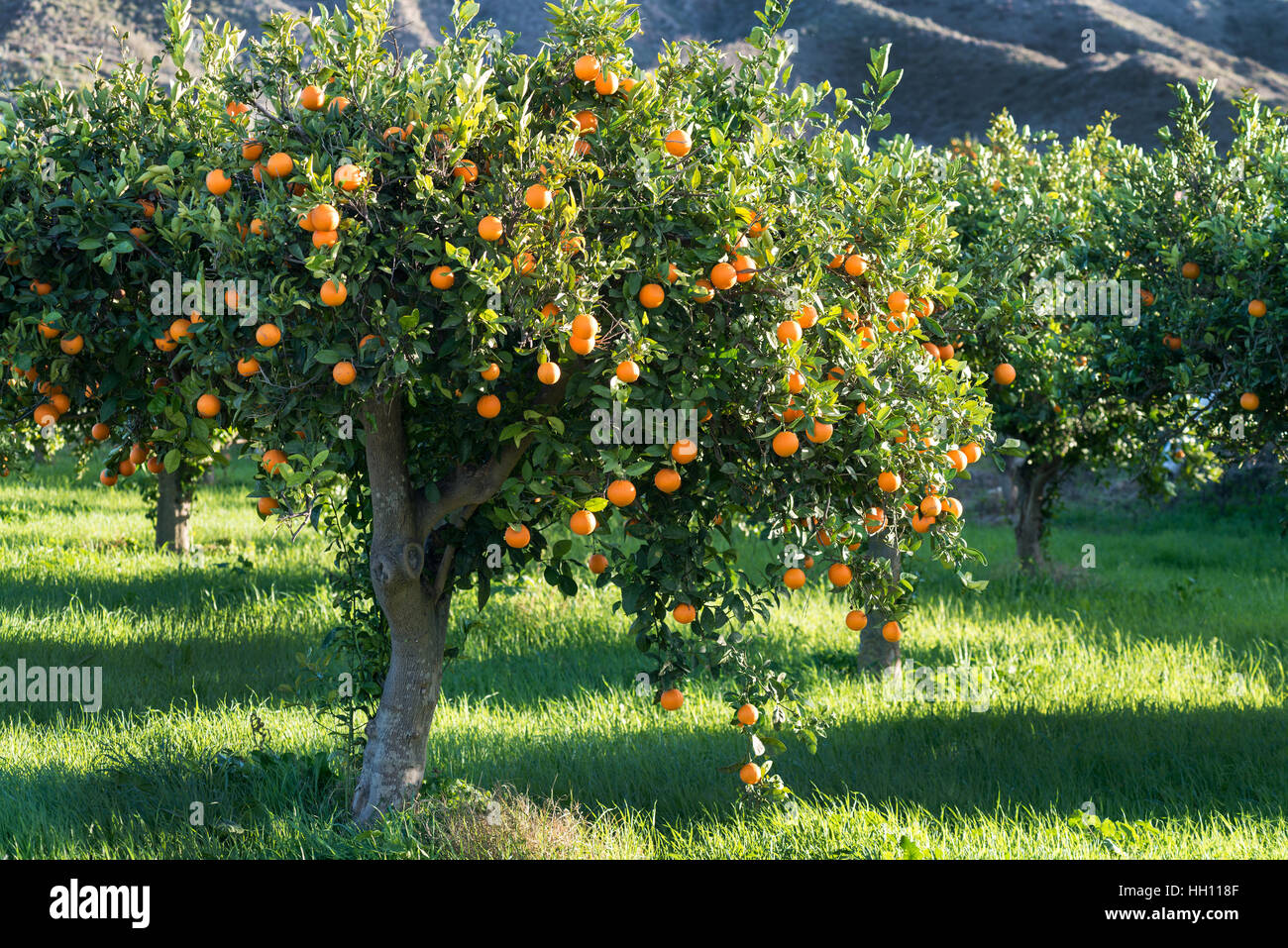 Mediterranen Orangen Stockfoto
