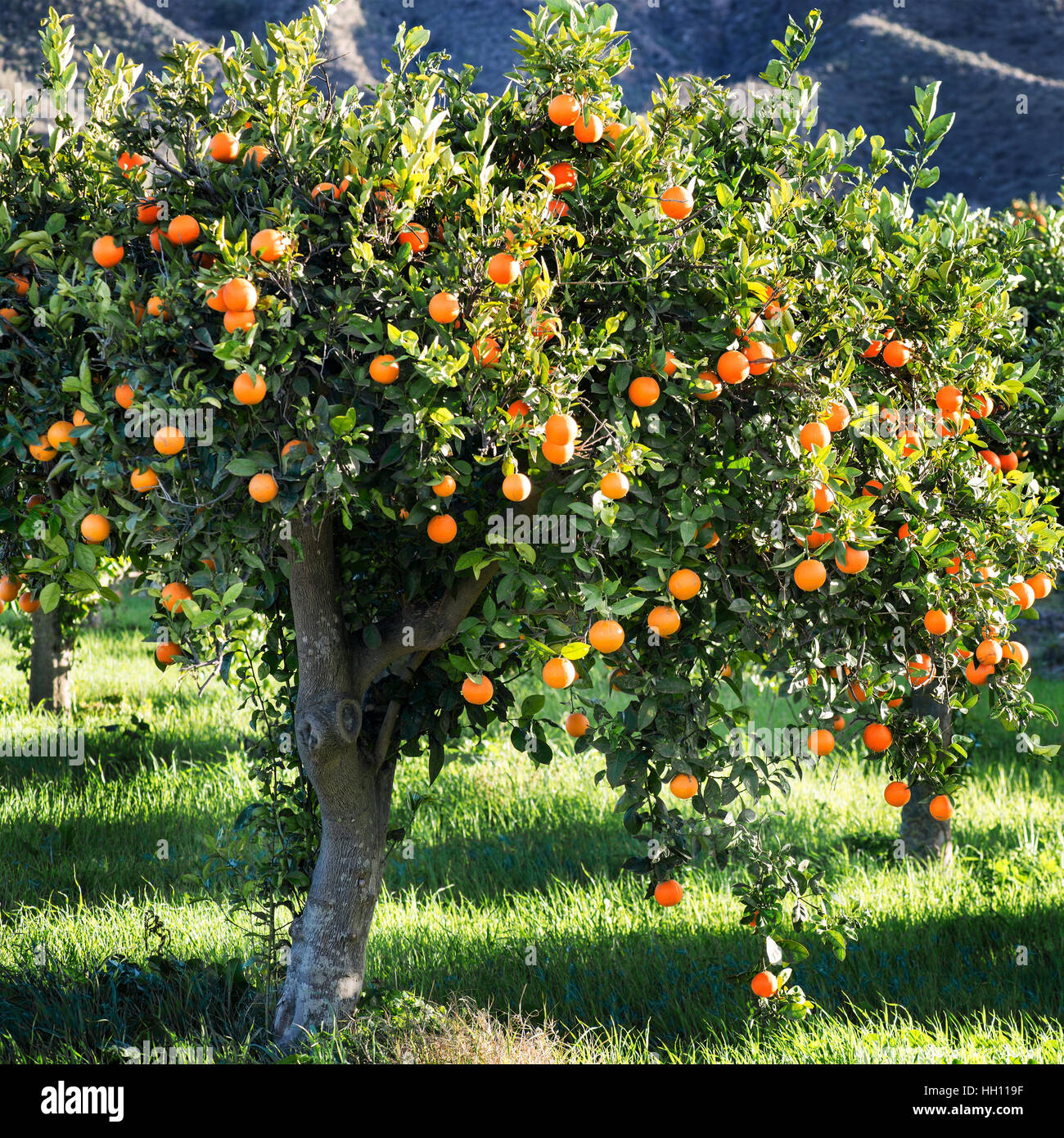 Mediterranen orange Baum Stockfoto