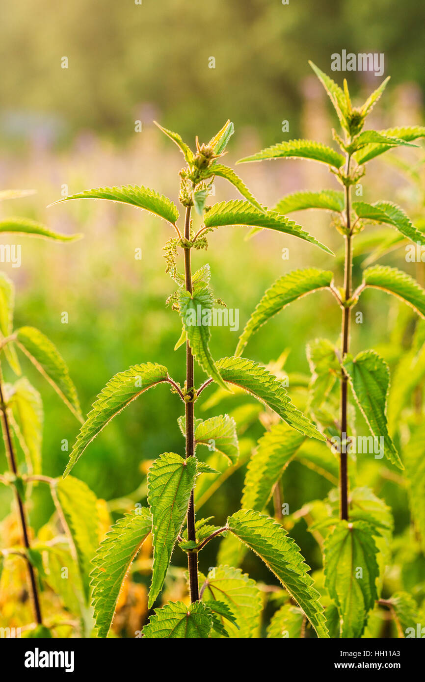 Die Zweige der Wildpflanze Brennnessel oder Brennnessel Urtica Dioica im Sommer Frühling Wiese Feld bei Sonnenuntergang Sonnenaufgang. Hautnah. Stockfoto