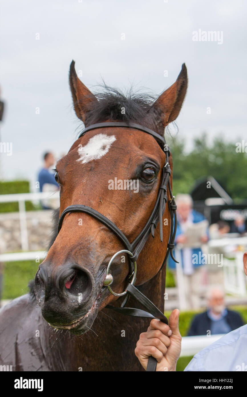 Reinrassige Rennpferde in der Parade Ring in Goodwood Rennstrecke, Großbritannien Stockfoto