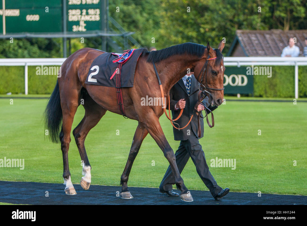 Reinrassige Rennpferde in der Parade Ring in Goodwood Rennstrecke, Großbritannien Stockfoto