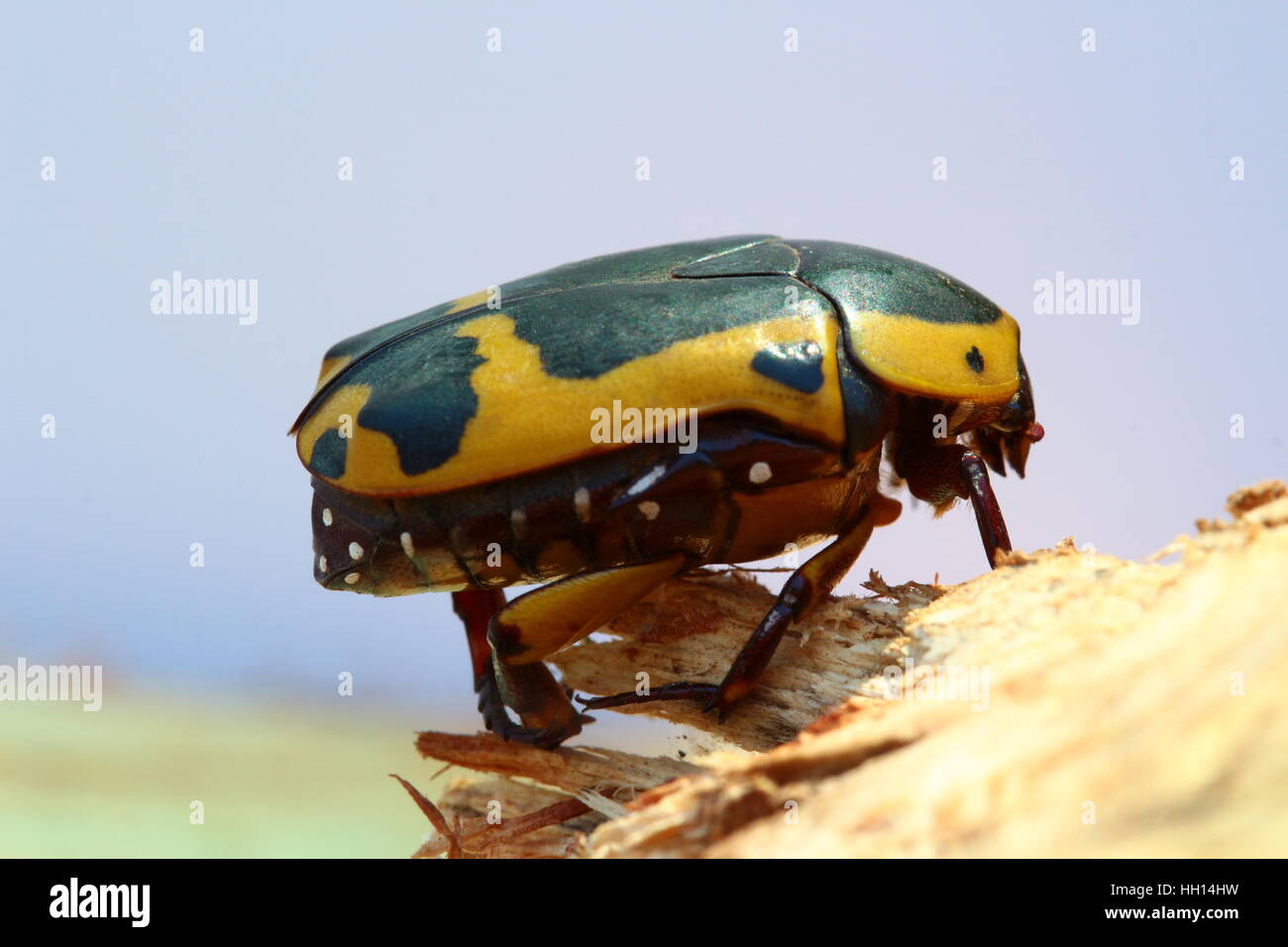 Gelbe, braune und schwarze Frucht Chafer Käfer. Pachnoda Sinuata. Sehr häufig in Südafrika. Stockfoto