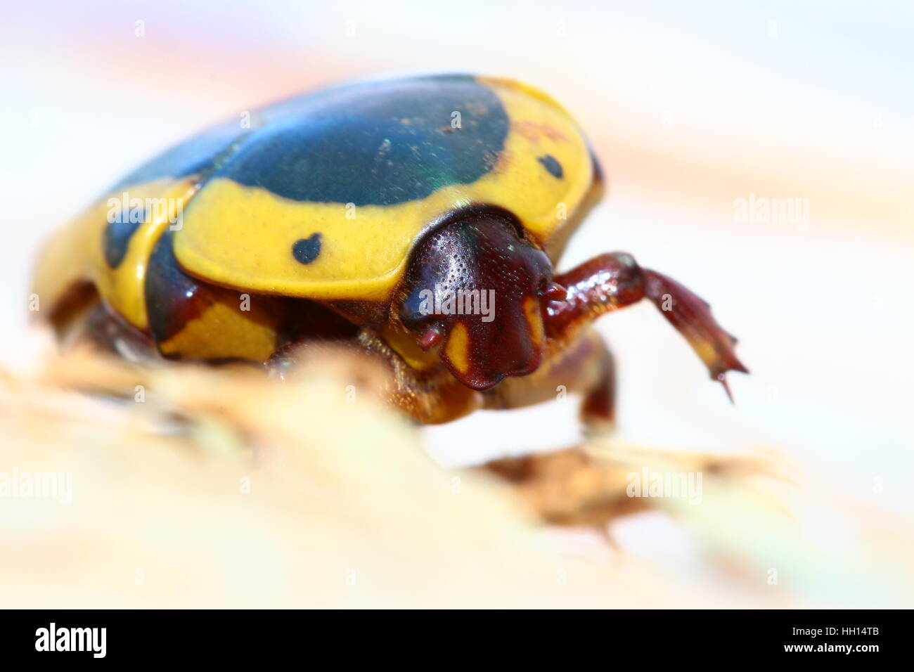 Gelbe, braune und schwarze Frucht Chafer Käfer. Pachnoda Sinuata. Sehr häufig in Südafrika. Stockfoto