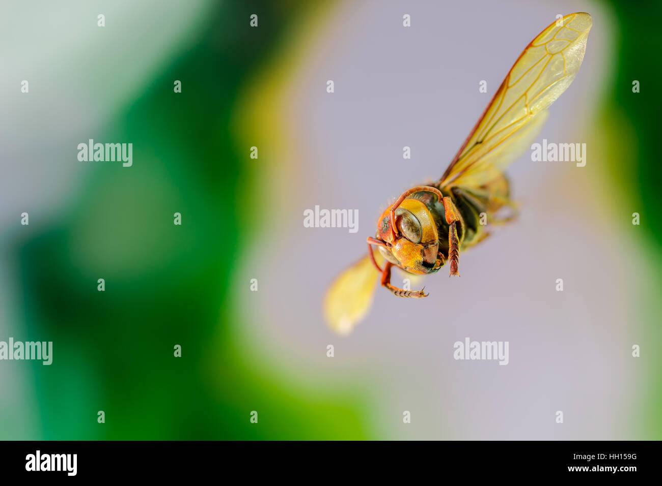 Fliegende Wespe, Insekt auf weißem Hintergrund Stockfoto