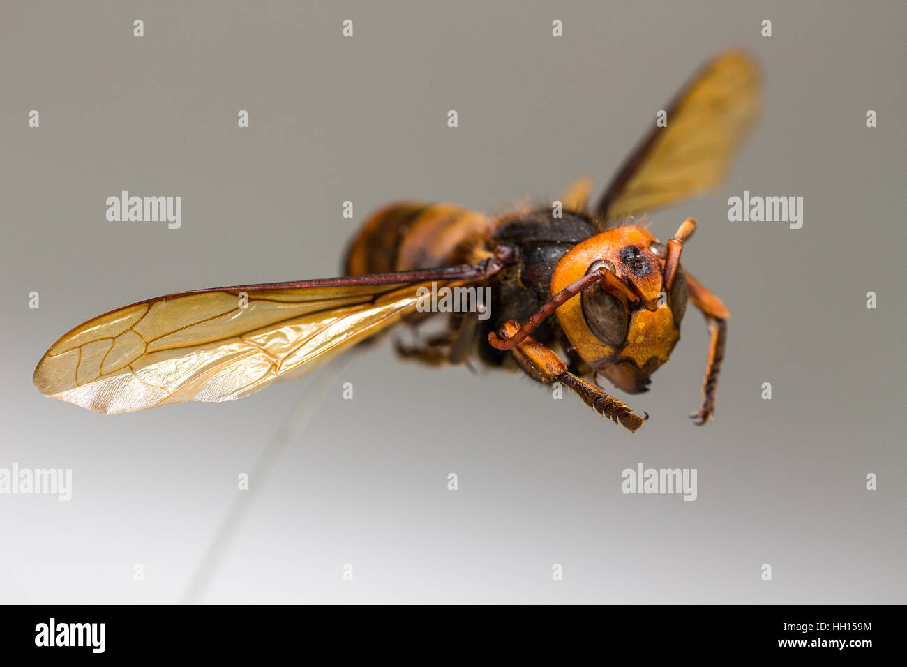 Fliegende Wespe, Insekt auf weißem Hintergrund Stockfoto