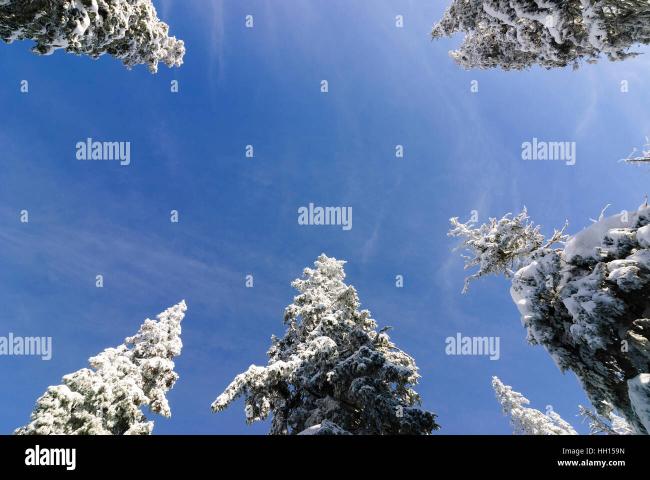 Gemeinsamen Fichte (Picea Abies), Schnee, Blick nach oben, Obere Steiermark, Steiermark, Steiermark, Austria Stockfoto