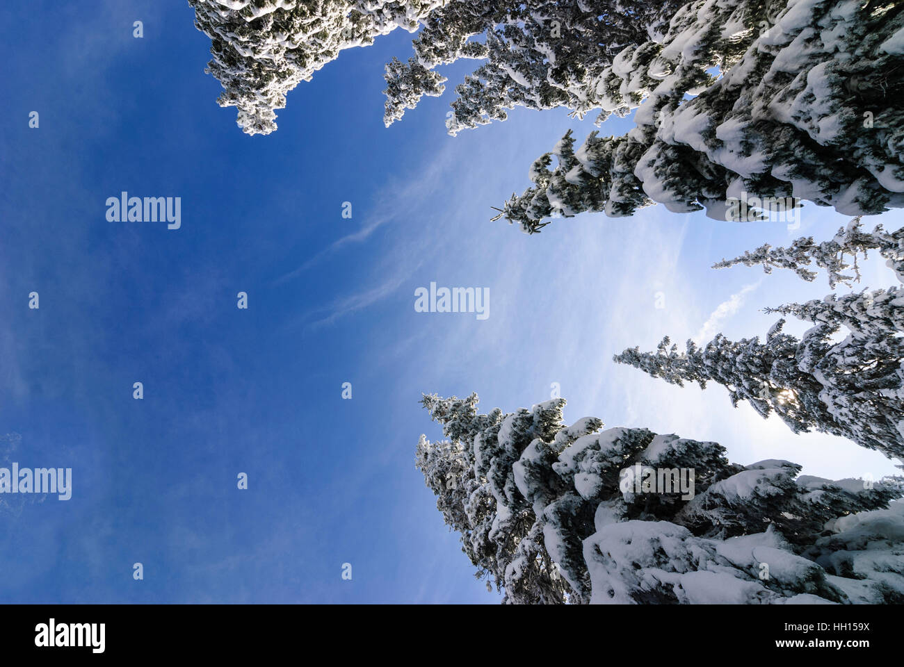 Gemeinsamen Fichte (Picea Abies), Schnee, Blick nach oben, Obere Steiermark, Steiermark, Steiermark, Austria Stockfoto