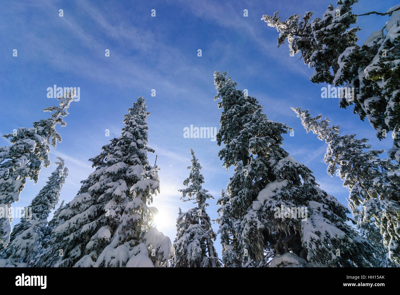 Gemeinsamen Fichte (Picea Abies), Schnee, Blick nach oben, Obere Steiermark, Steiermark, Steiermark, Austria Stockfoto