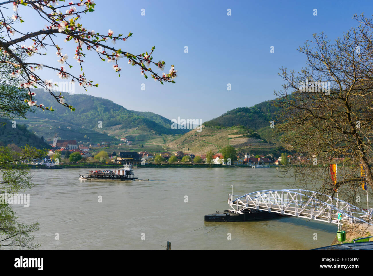 Spitz an der Donau: Blick über die Donau bis Spitz, Apricot Blossom, Wachau, Niederösterreich, Niederösterreich, Österreich Stockfoto