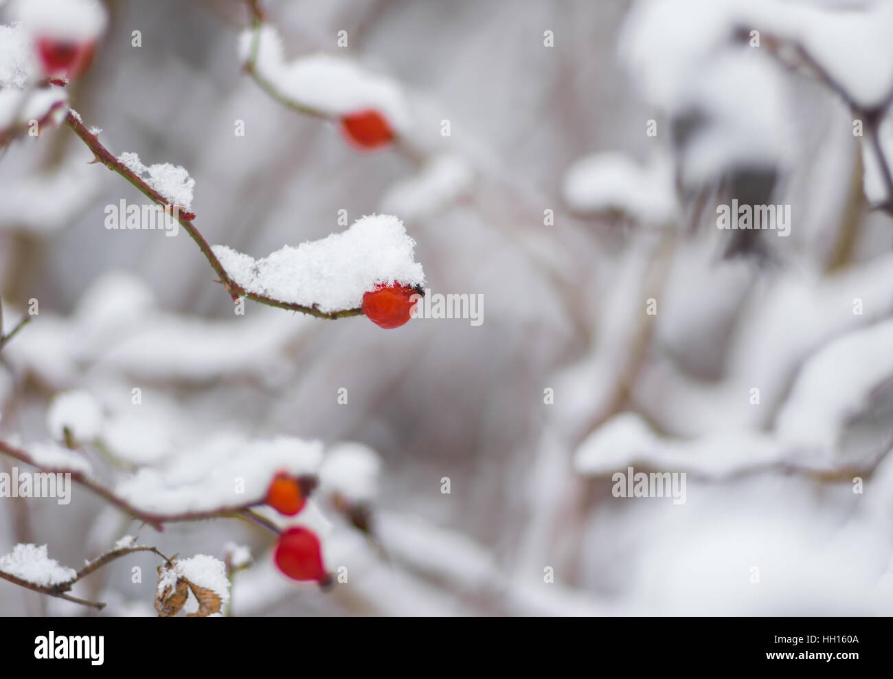 Kleiner Zweig der Rose Canina (Hundsrose) mit Berry biegen unter eine Schneekappe Stockfoto