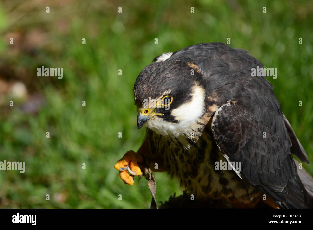 Merlin Stockfoto