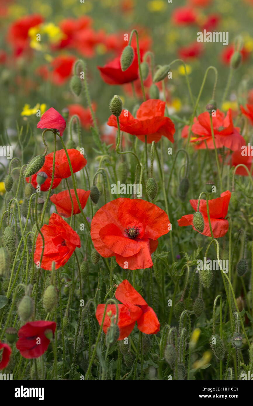 Mohnfeld gemeinsamen Mohn Papaver rhoeas Stockfoto