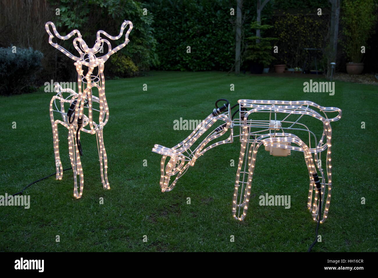 Beleuchtetes Rentier auf Rasen zu Weihnachten. Stockfoto