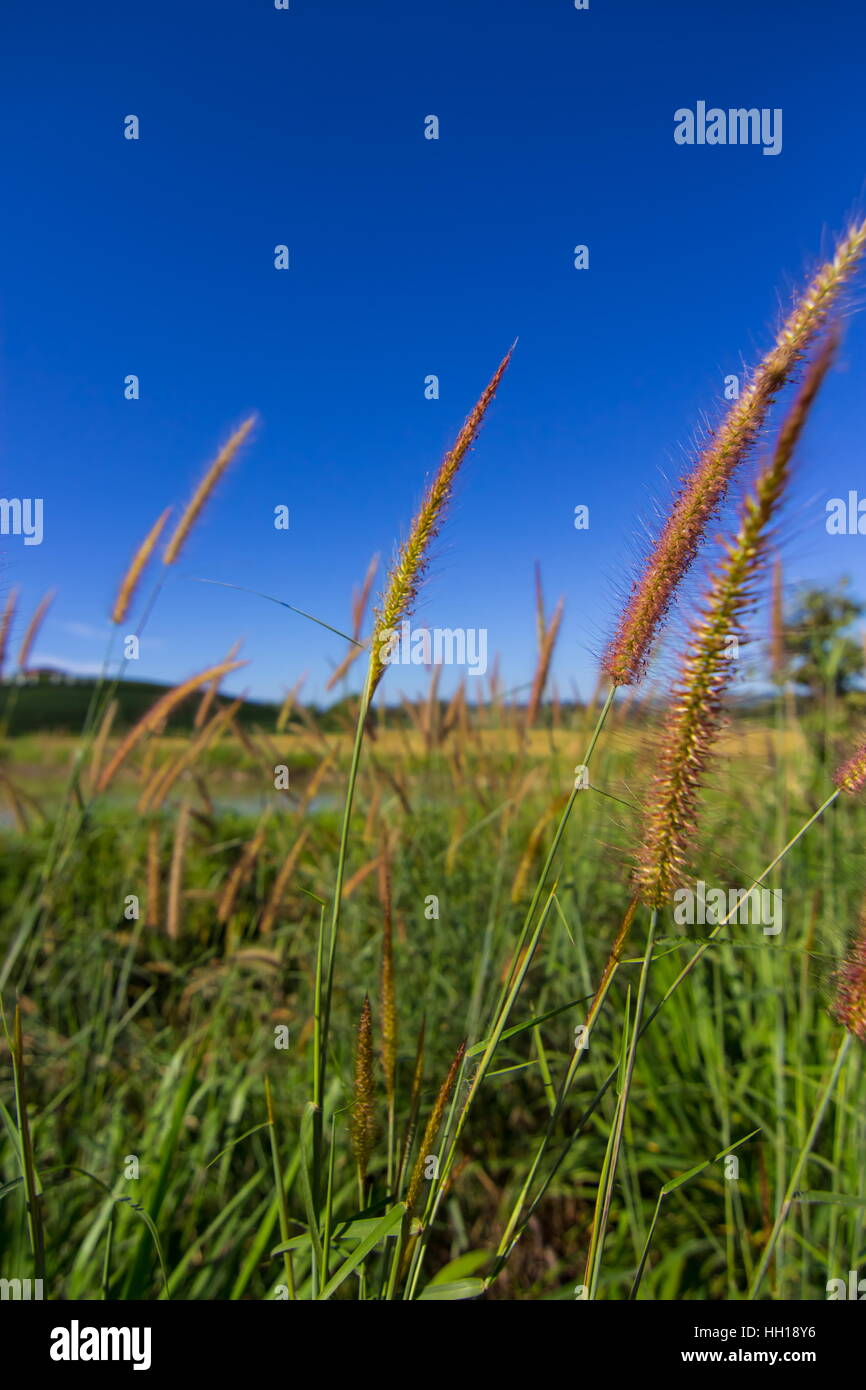 Lampenputzergras Brunnen Gras- und blauen Himmelshintergrund Stockfoto