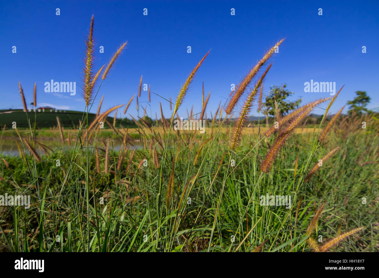 Lampenputzergras Brunnen Gras- und blauen Himmelshintergrund Stockfoto