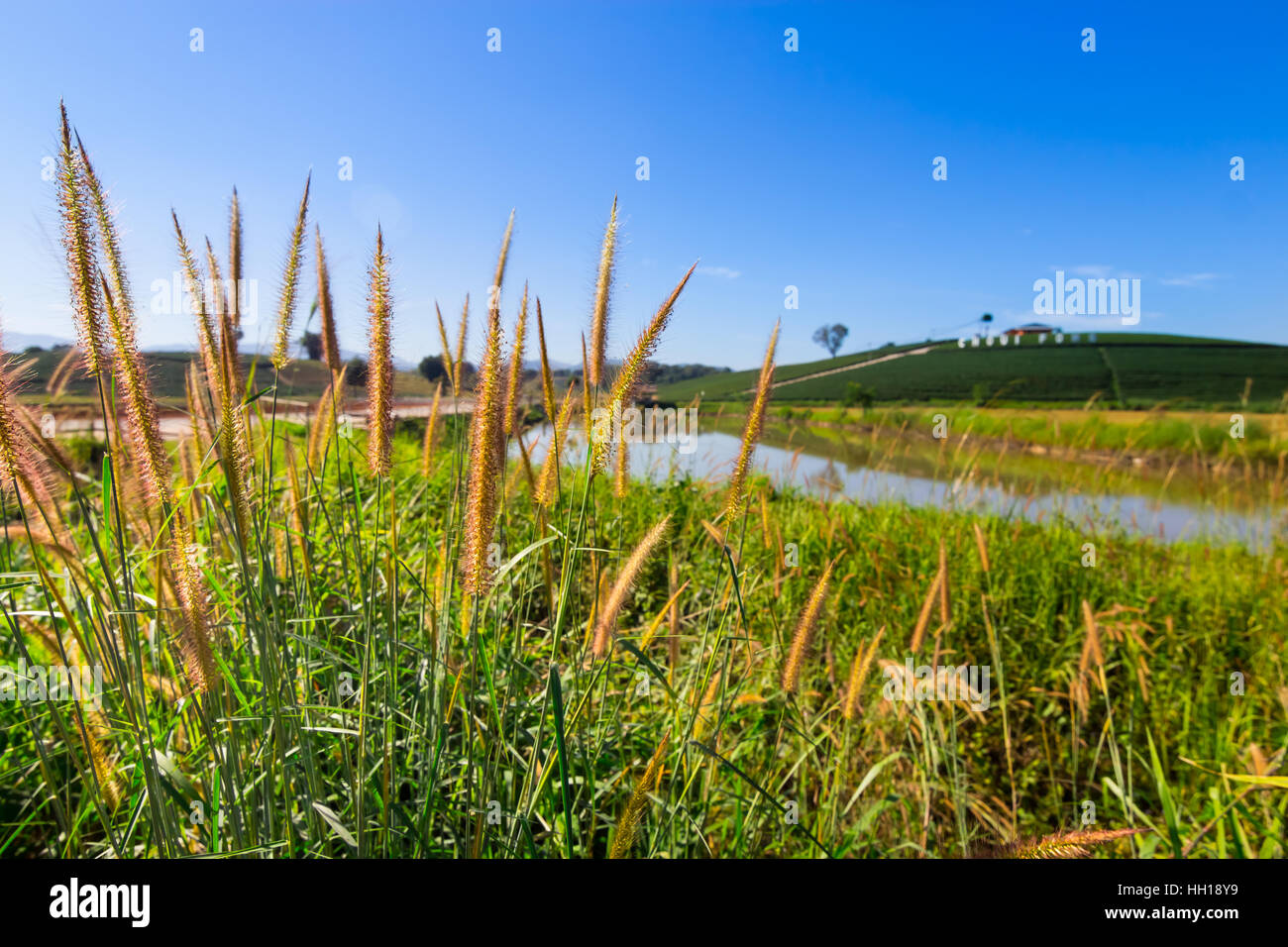 Lampenputzergras Brunnen Gras- und blauen Himmelshintergrund Stockfoto