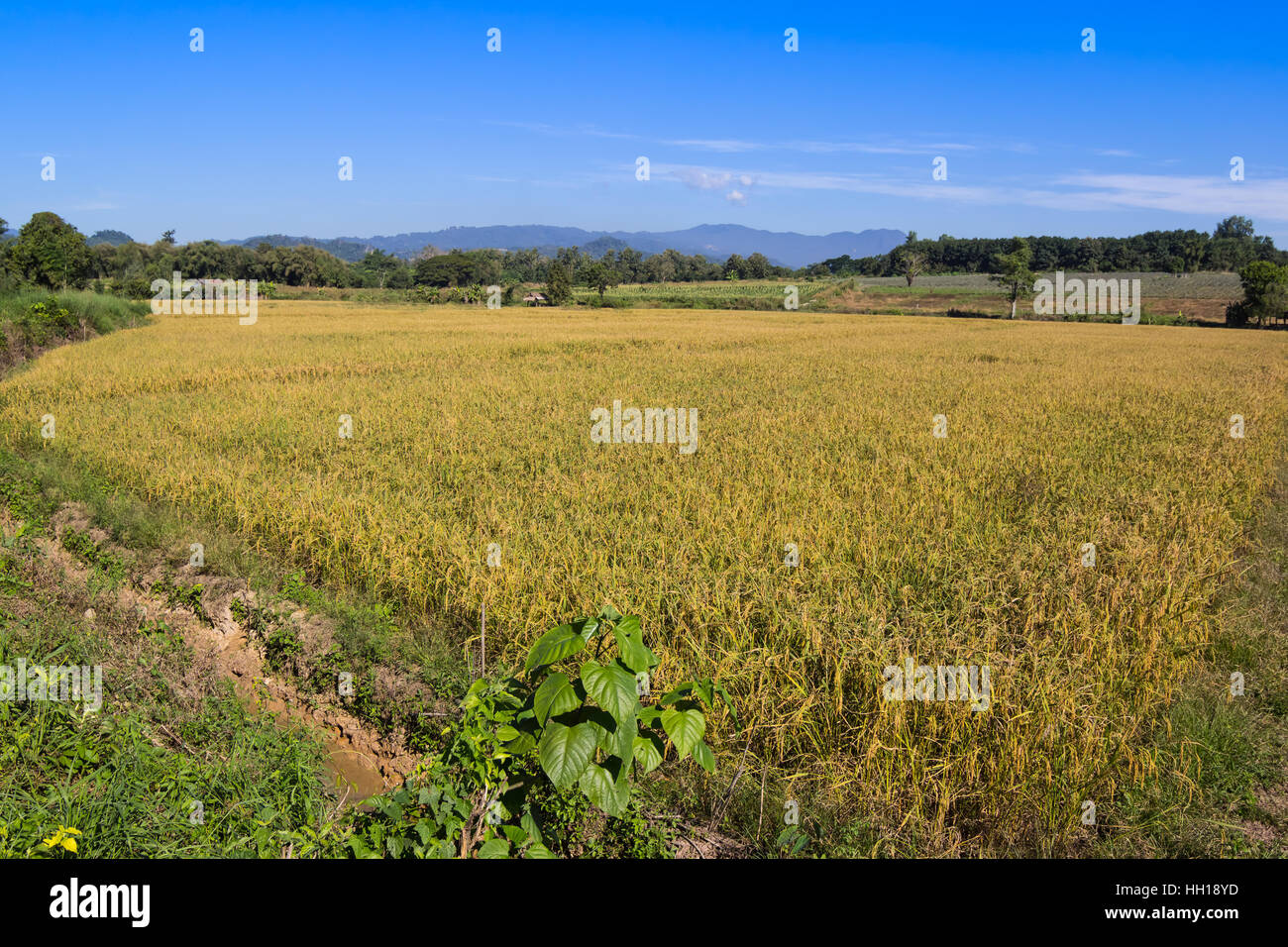 Ländliches Motiv Reis Feld und blauer Himmelshintergrund Stockfoto