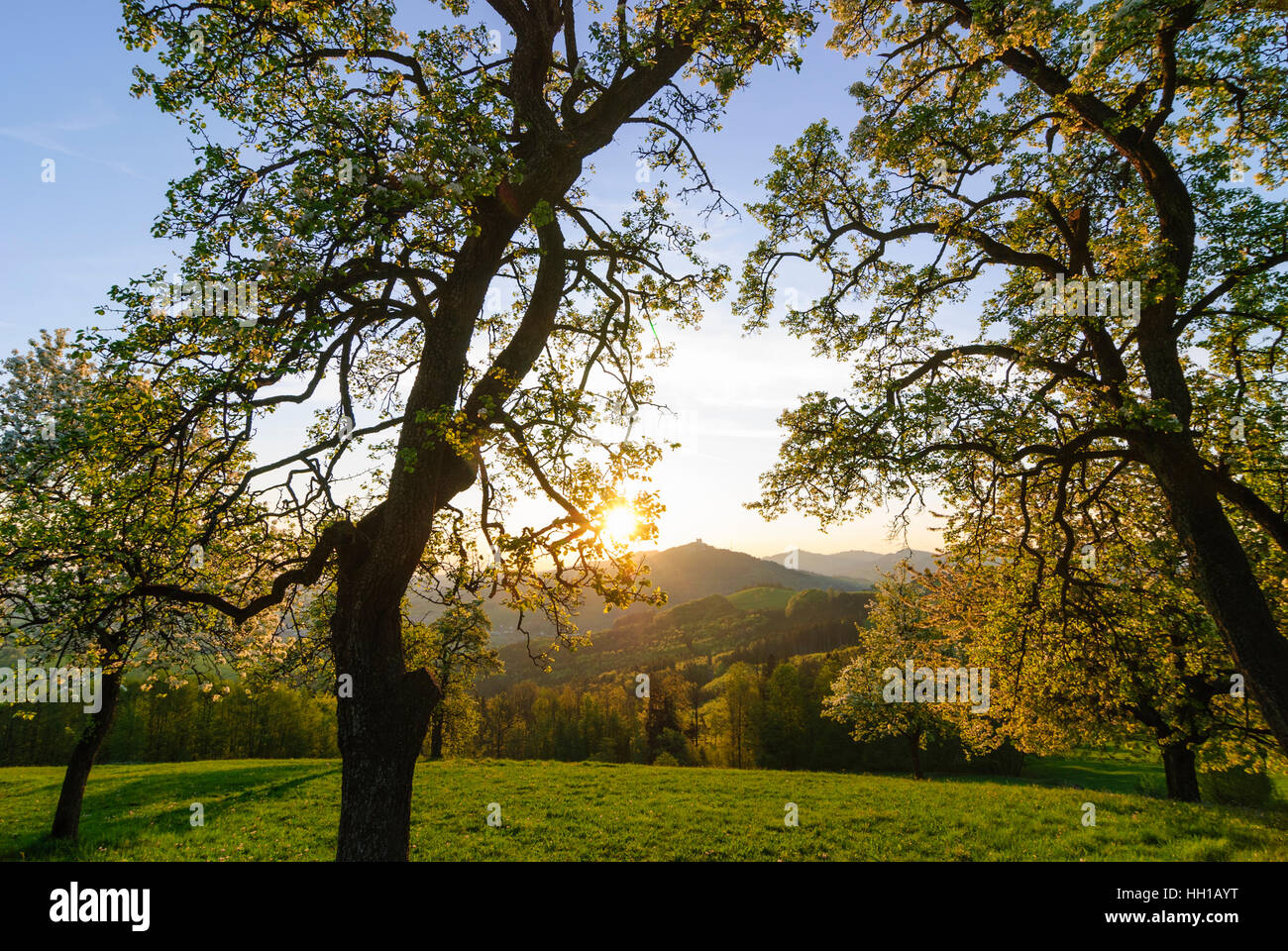 Sonntagberg: Sonnenaufgang hinter der Basilika auf dem Sonntagberg und blühende Obstbäume, Mostviertel, Niederösterreich, Niederösterreich, Österreich Stockfoto