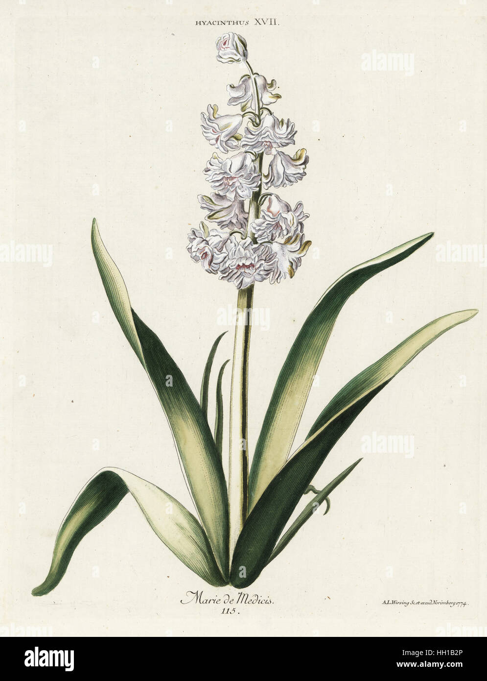 Hyazinthe Hybridsorte, Marie de Medicis, Hyacinthus Orientalis. Handkoloriert botanische Kupferstich von Adam Ludwig Wirsing von Christoph Jacob Trew Hortus Nitidissimis Omnem pro Jahr Superbiens Floribus, Nürnberg, 1774. Stockfoto