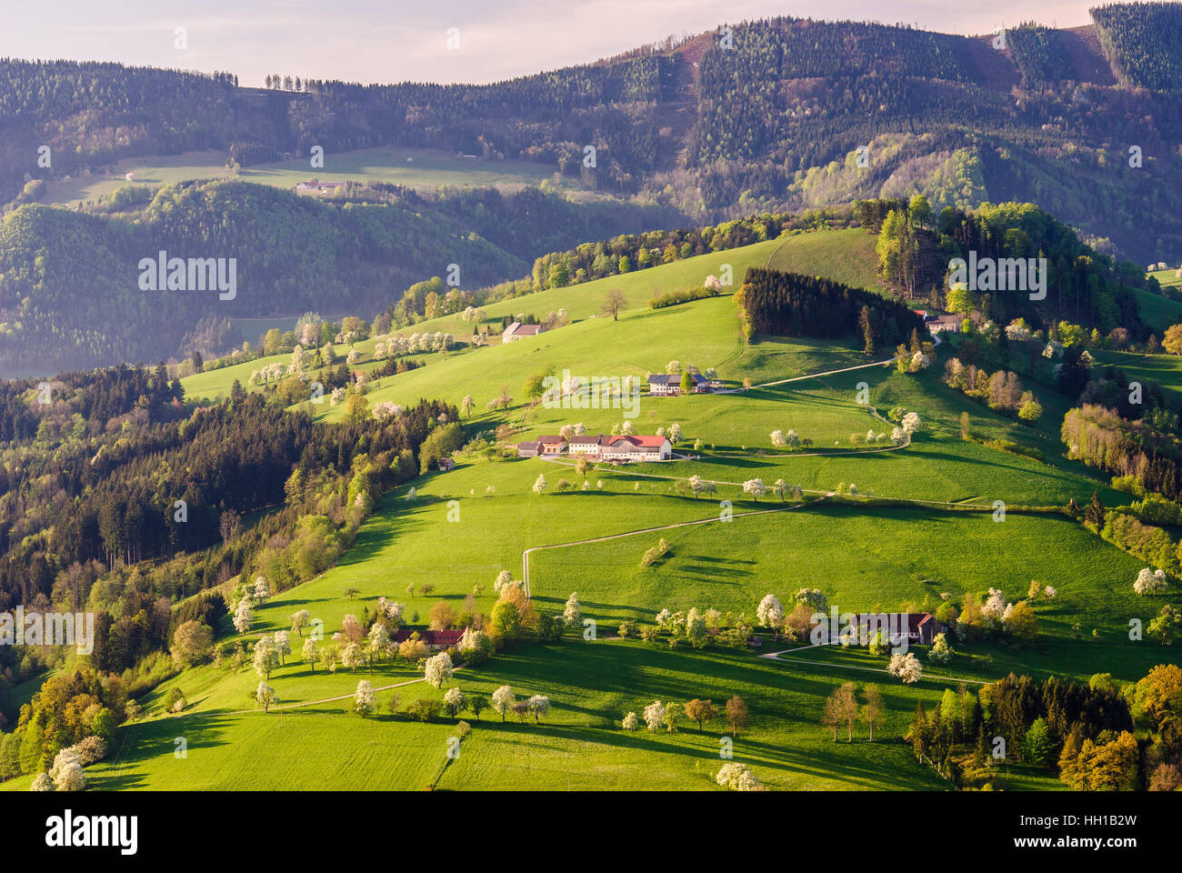 St. Georgen in der Klaus: Bauernhöfe, Bauernhäuser und blühenden Obstbäumen, Mostviertel, Niederösterreich, Niederösterreich, Österreich Stockfoto