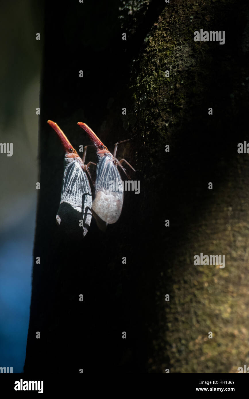 Ein Paar Pyrops sultana mit ihren langen und schlanken Proboscis, um das Phloem in Baumrinde zu erreichen. Stockfoto