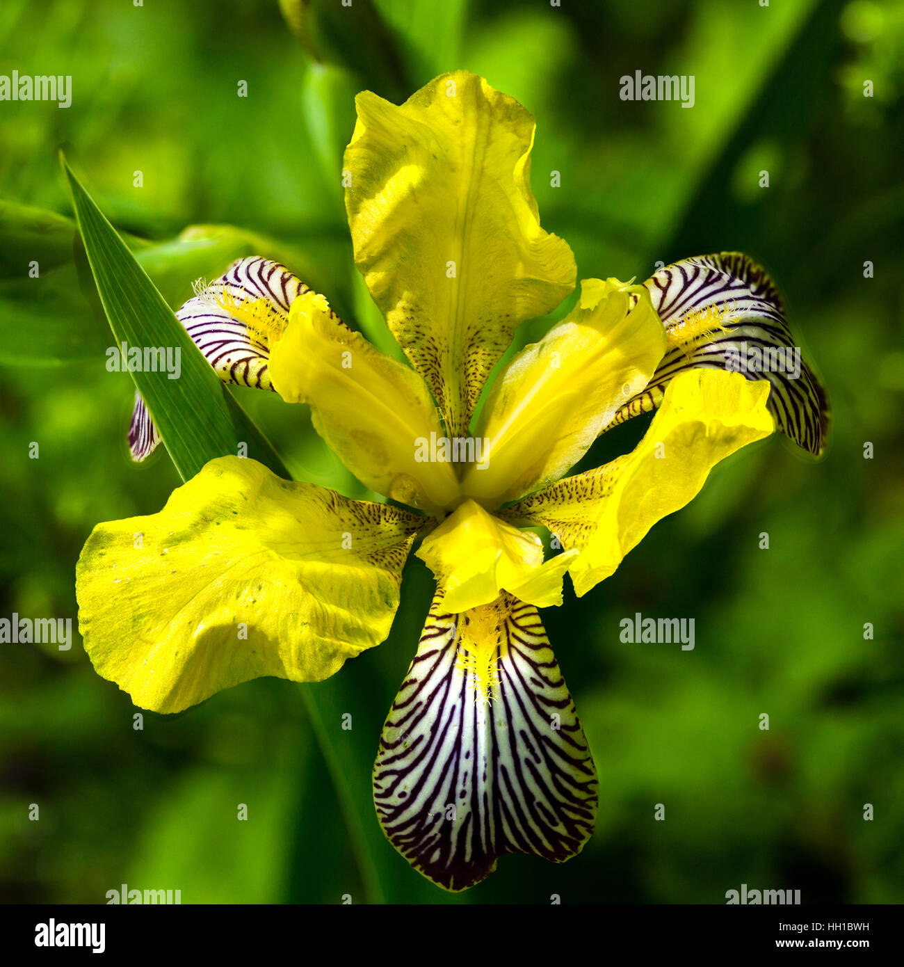 Ungarische Iris (Iris Variegata) in natürlicher Umgebung Stockfoto