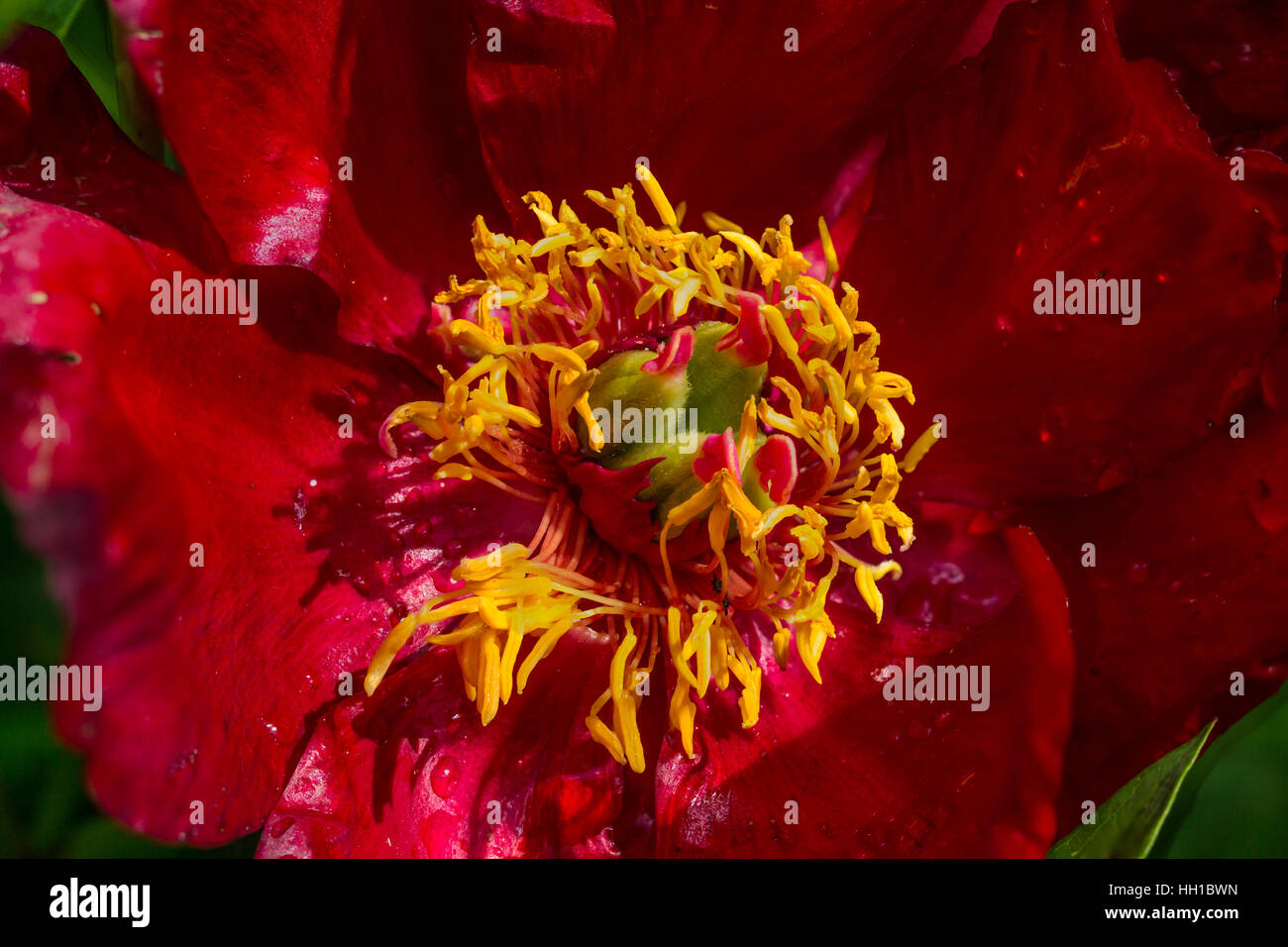 Makroaufnahme einer roten Blüte der gemeinsamen Pfingstrose (Paeonia Officinalis) Stockfoto