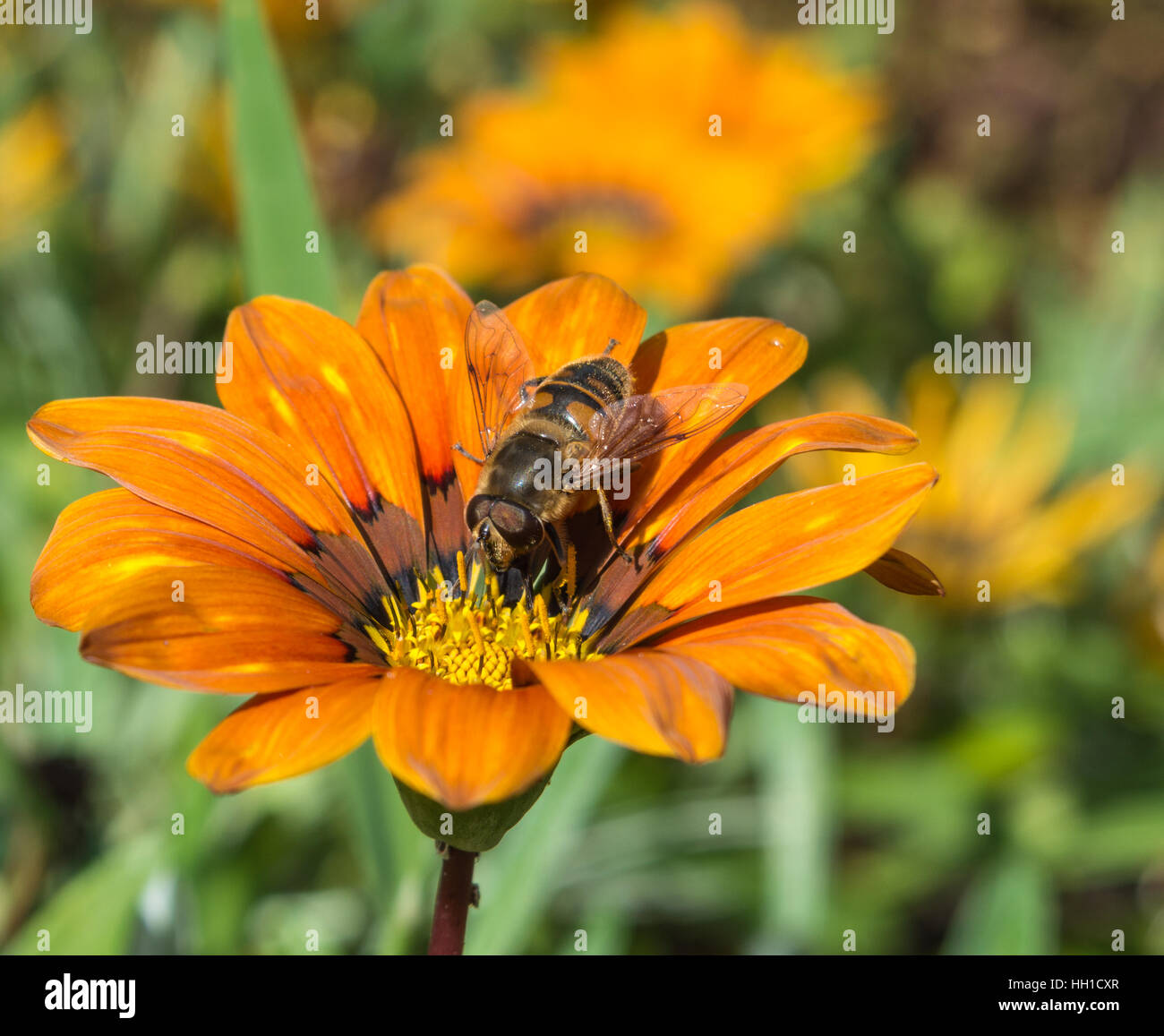 Toten Kopf Hoverfly auf Orange Schatz Blume Stockfoto