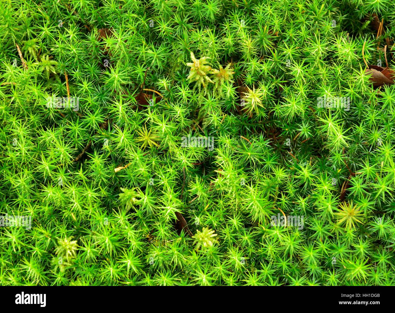 Polytrichum Kommune Moss (Polytrichum Commune), isoliert Torfmoos (Sphagum SP.), Bayern, Deutschland Stockfoto