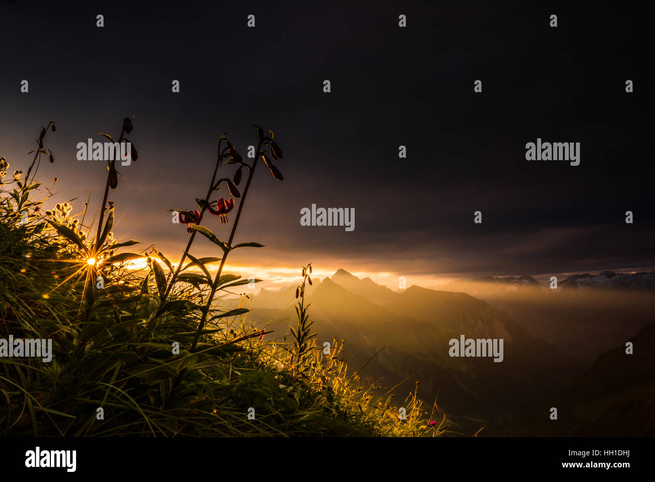 Martagon Lilien (Lilium Martagon) am Berghang, dunkle Wolken bei Sonnenaufgang, Allgäuer Alpen, Bregenzer Wald, Vorarlberg, Österreich Stockfoto