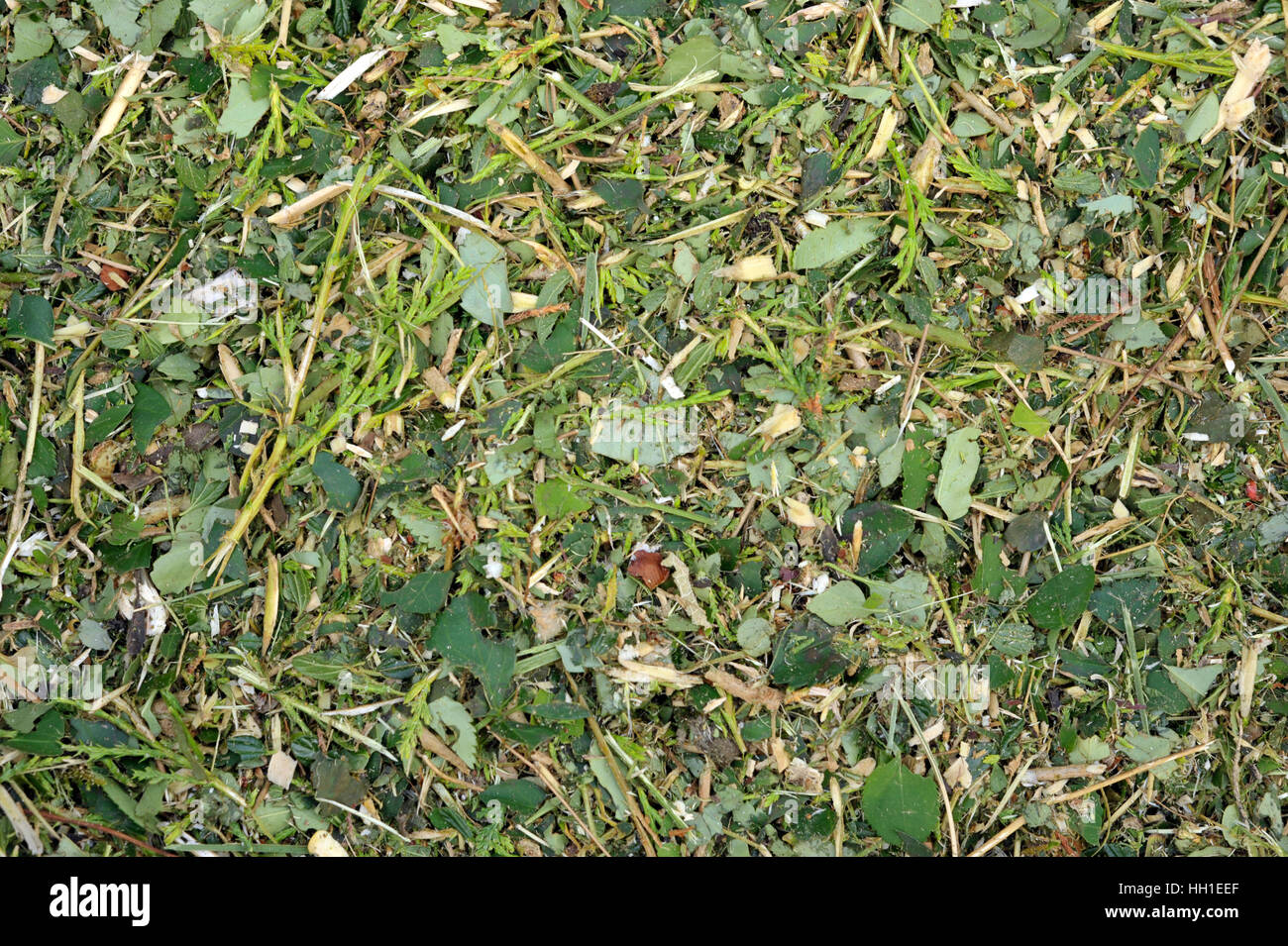 Zerkleinerte Holzige Braune Und Grune Garten Abfalle Fur Den