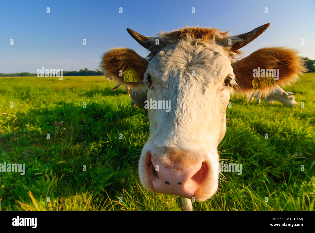 Lübbenau/Spreewald: Herde des Viehs in den Spreewald, Kuh Kühe, Brandenburg, Deutschland Stockfoto