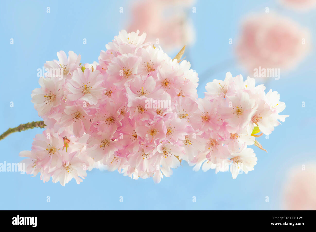Flauschig weiche rosa Feder Cherry Blossom, Aufnahme gegen eine lebendige blauen Himmel. Stockfoto