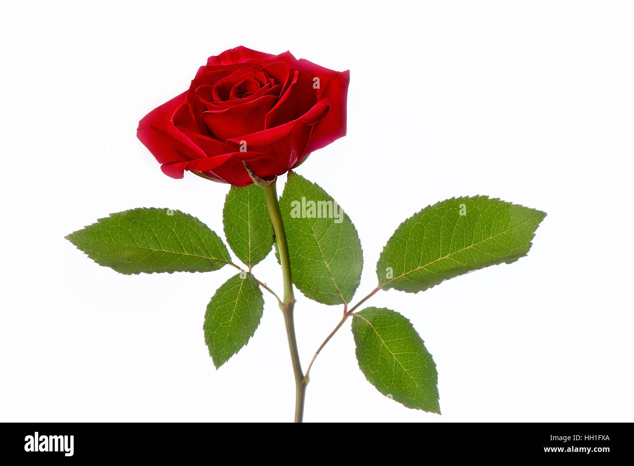Close-up, High Key Bild einer einzelnen lebhafte rote Rose Blume, Rosa ein Symbol der Liebe und Romantik am Valentinstag. Stockfoto