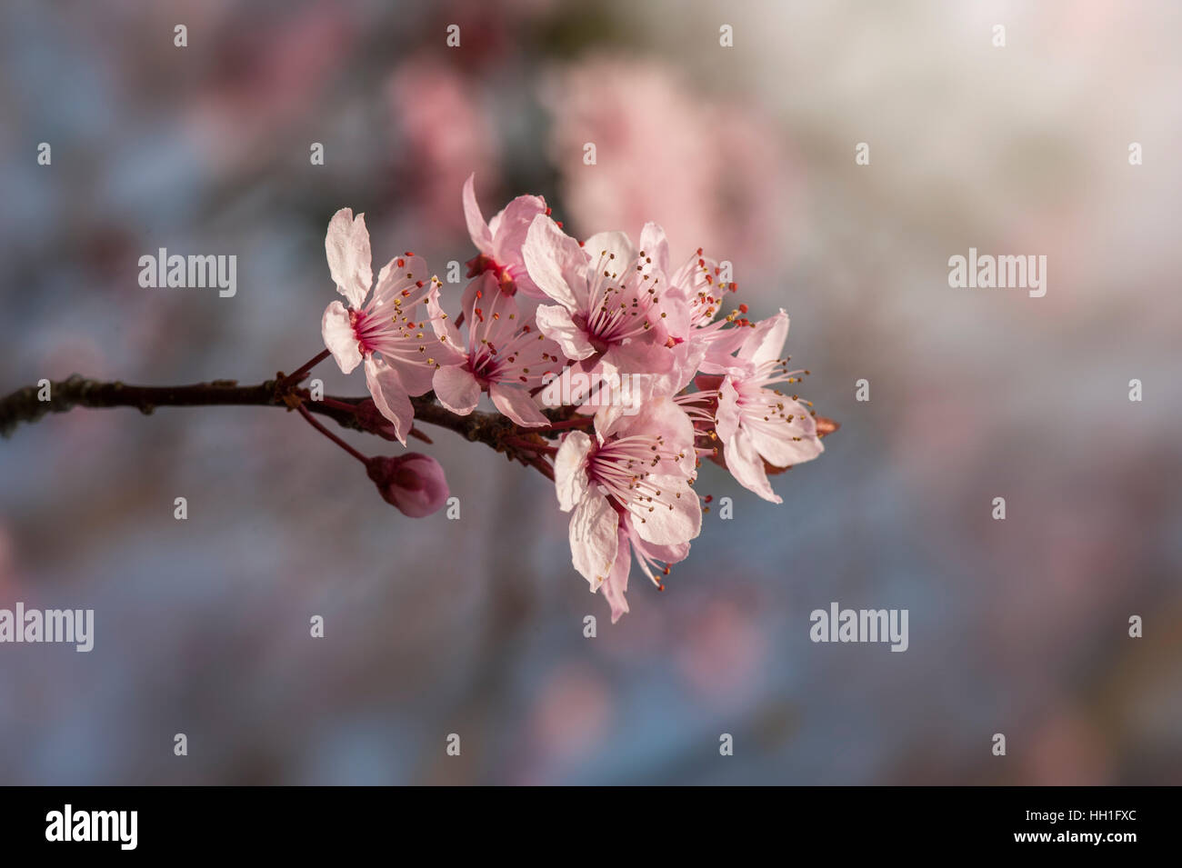 Die schönen rosa Frühling Blüte der Black Cherry Plum Tree auch bekannt als Prunus Cerasifera Nigra, gegen einen blauen Himmel und weichen Hintergrund Stockfoto