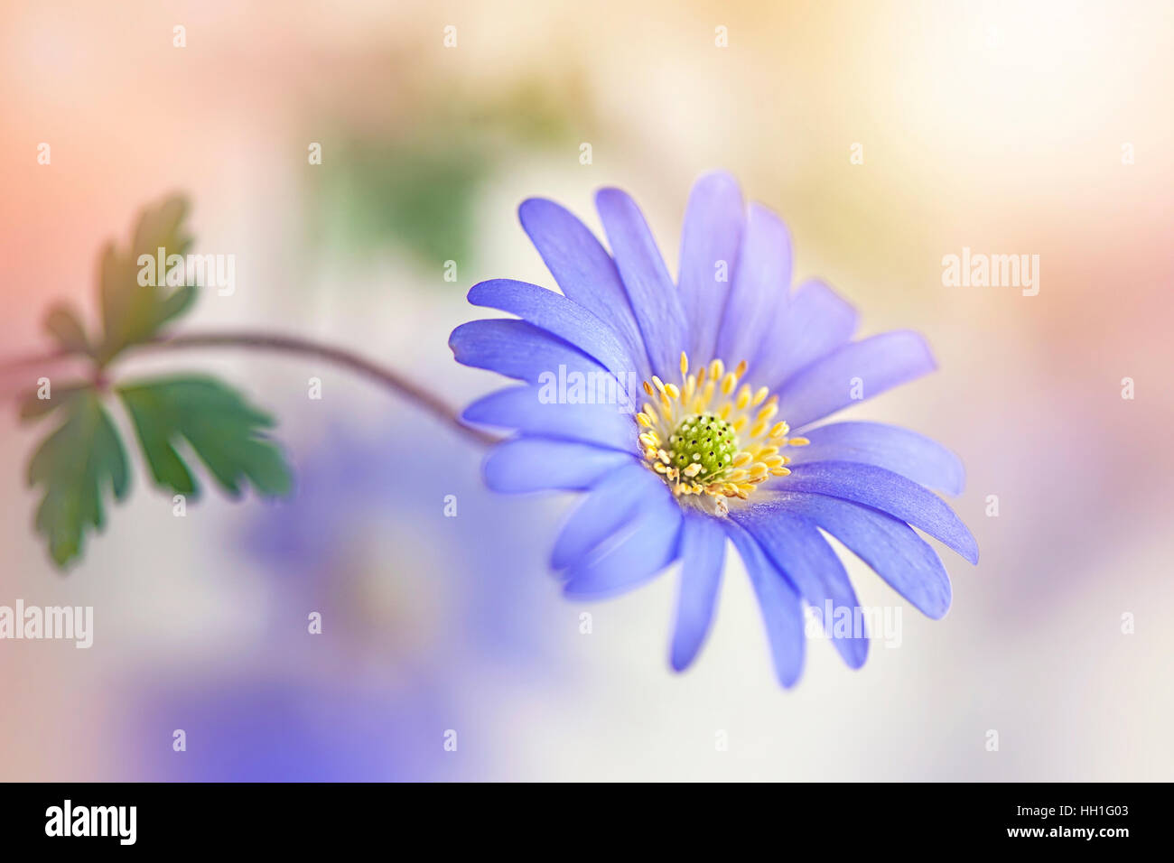 Nahaufnahme von einem zarten Blau, Blüte Anemone fad Frühlingsblume auch bekannt als der Winter Windflower. Stockfoto