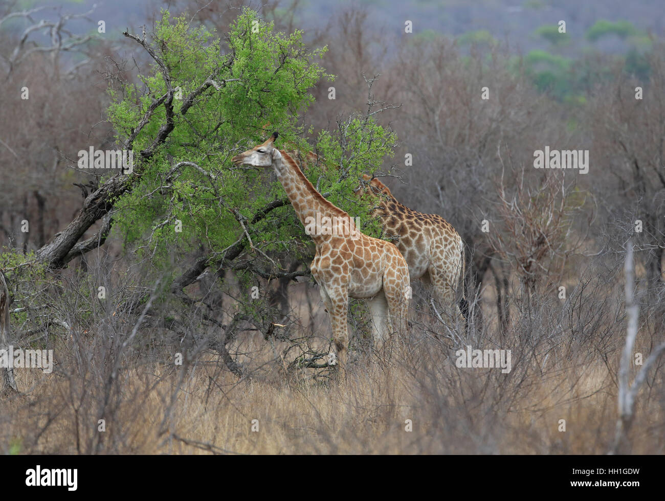 Giraffen, Giraffa Plancius, Fütterung in Krüger Nationalpark, Südafrika Stockfoto