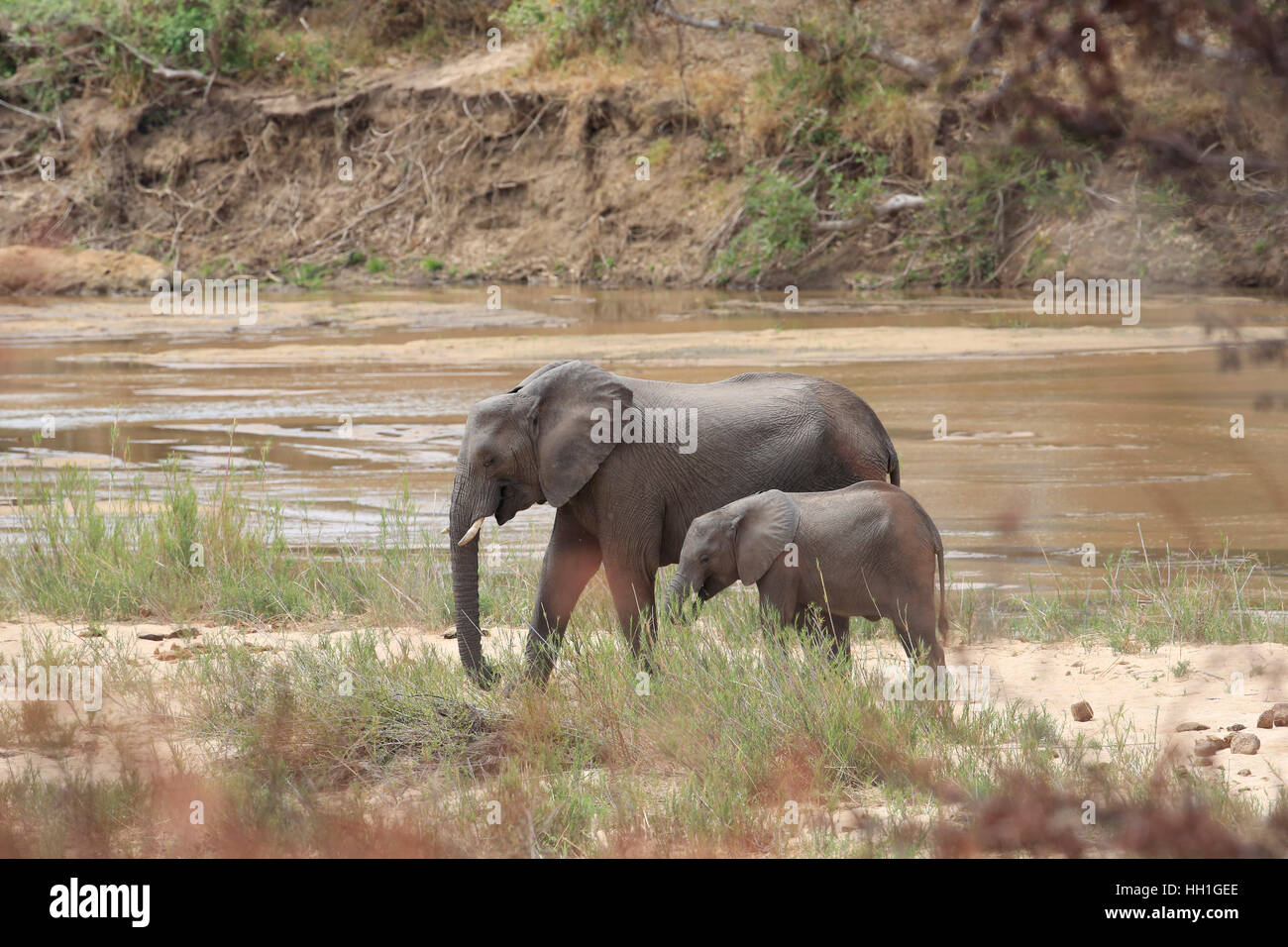 Afrikanische Elefanten, Loxodonta Africana, im Krüger Nationalpark, Südafrika Stockfoto