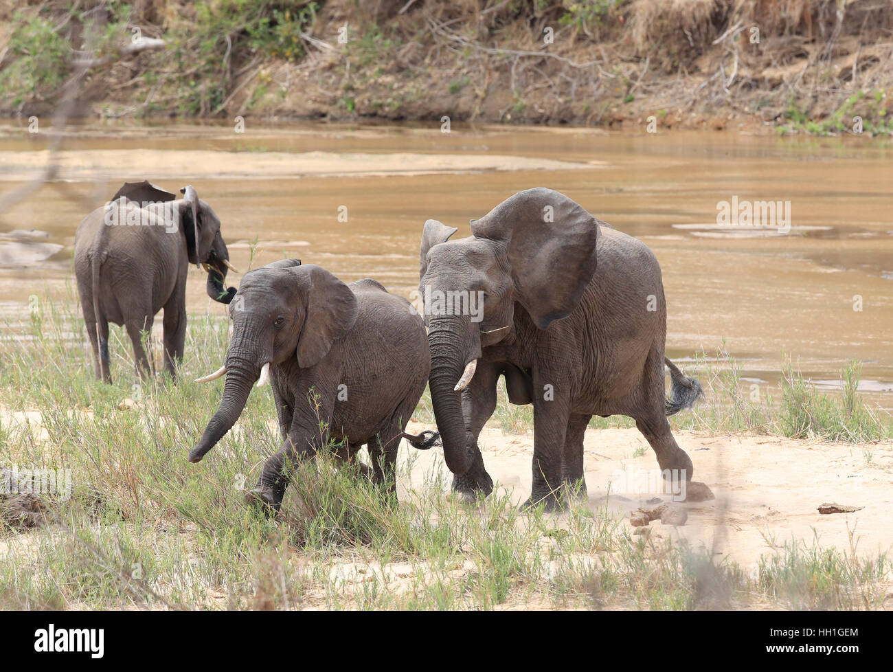 Afrikanische Elefanten, Loxodonta Africana, im Krüger Nationalpark, Südafrika Stockfoto