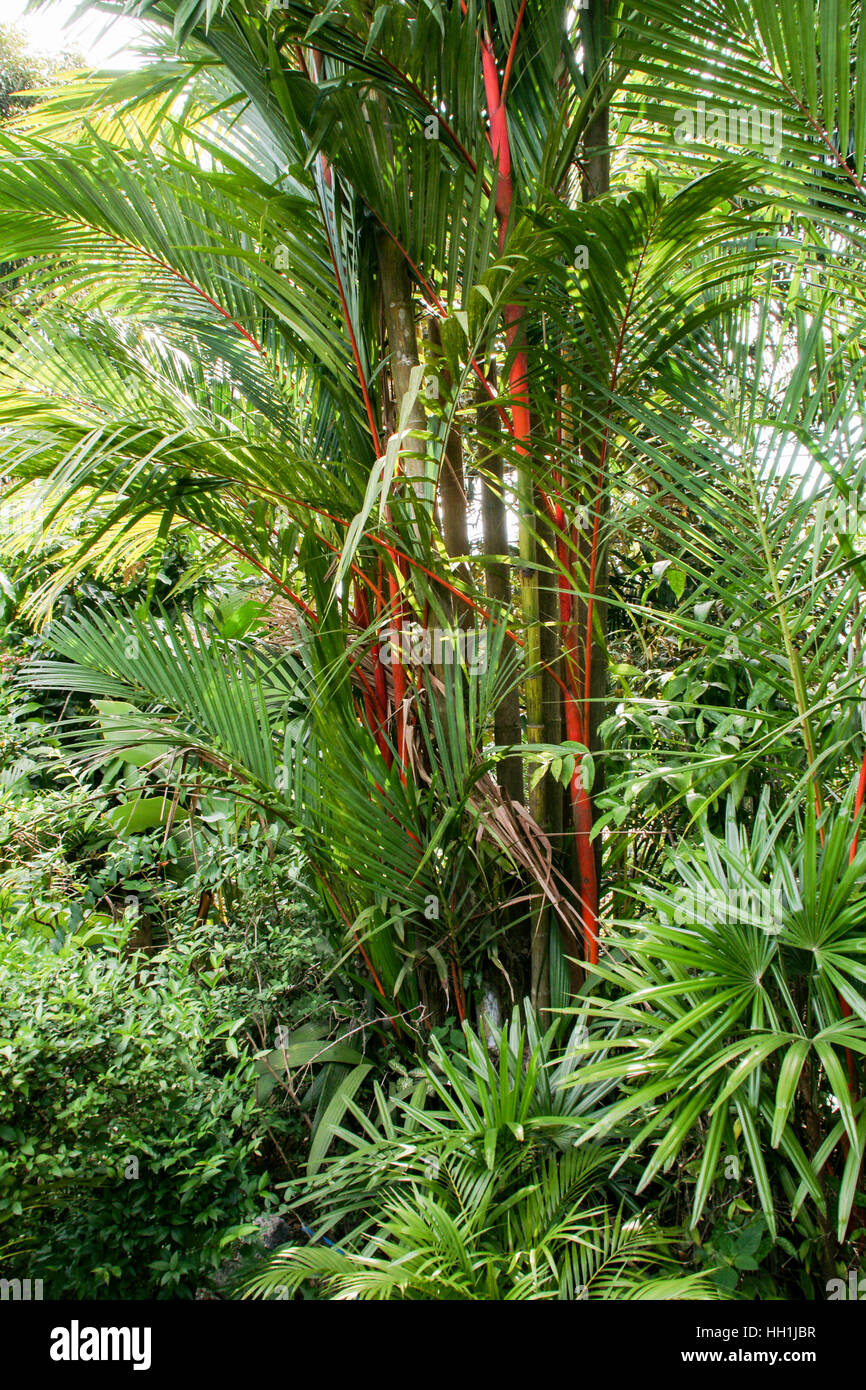 Rote Stängel und Blätter der roten Siegelwachs Palmen (Cyrtostachys Renda), Malaysia. Stockfoto