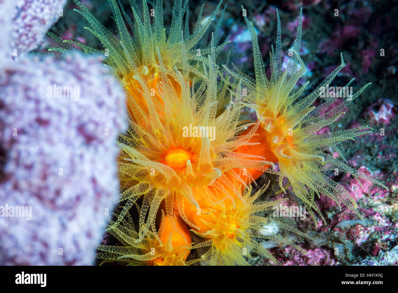 Orange Schale Korallen. Wissenschaftlicher Name: Tubastraea Coccinea. Owase Mie Japan. 18m Tiefe. Stockfoto