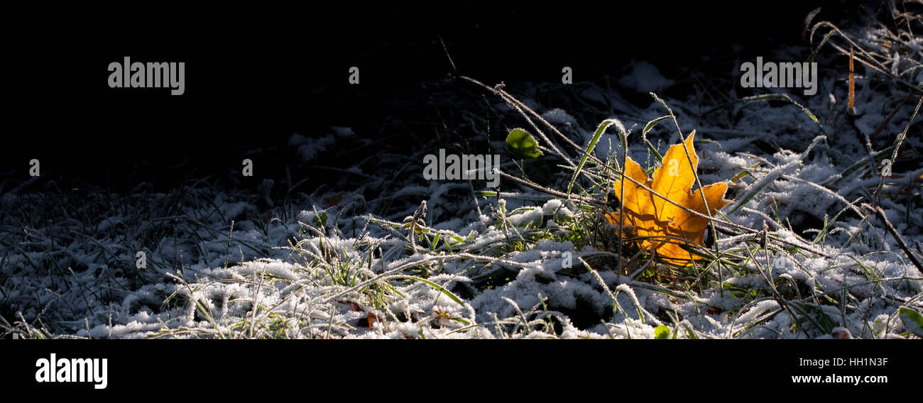hinterleuchtete Herbst Ahornblatt Stockfoto