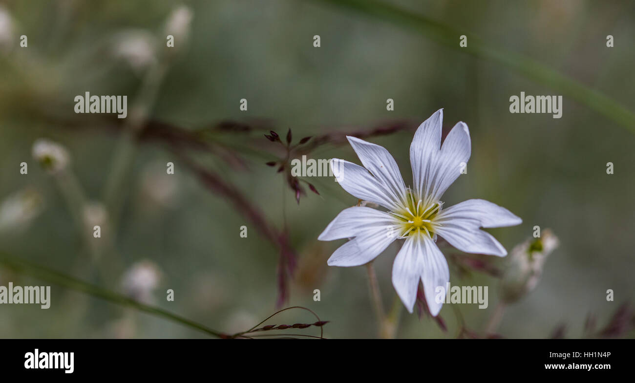 Makroaufnahme einer weißen zarte Blume Stockfoto