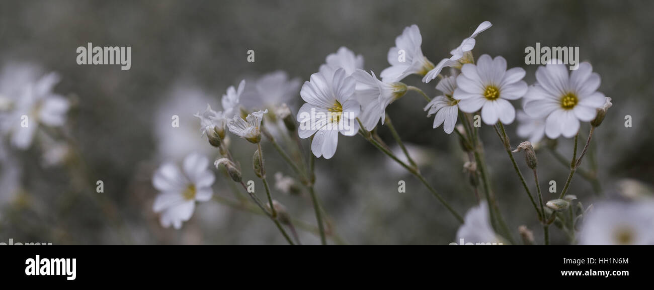 Weiße Blüten in einem Feld Stockfoto